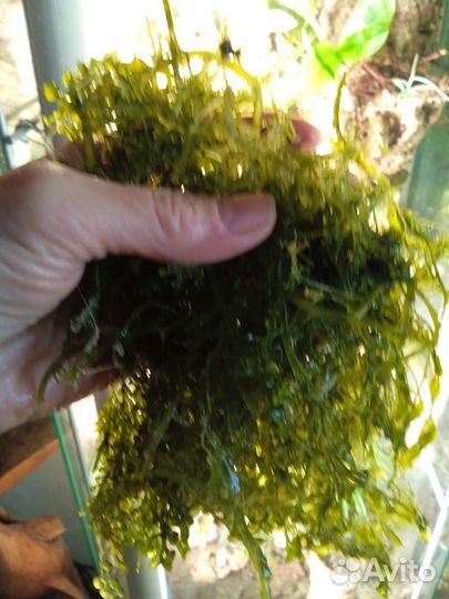 Водоросли для морского аквариума