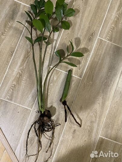 Замиокулькас