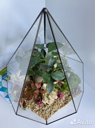 Флорариум. Бонсай. Подарок руководителю. Доставка