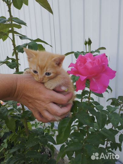 Отдам котят в самые добрые руки