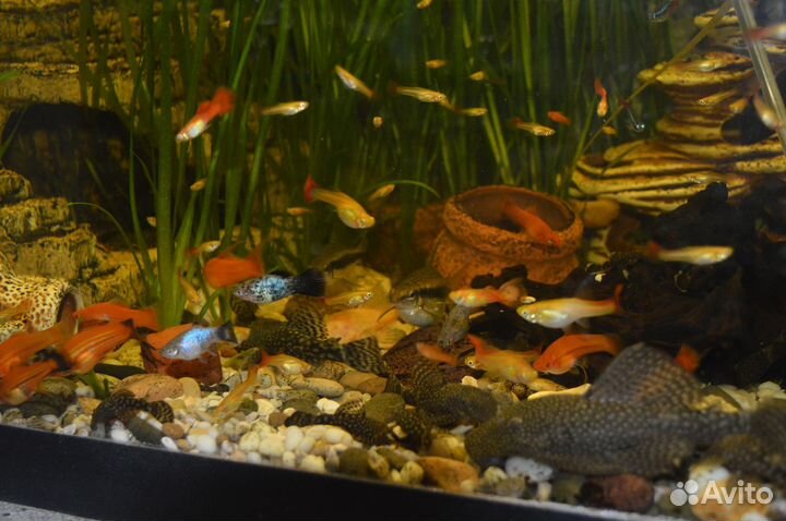 Улитки мелании. Гуппи красные и сомы анциструсы
