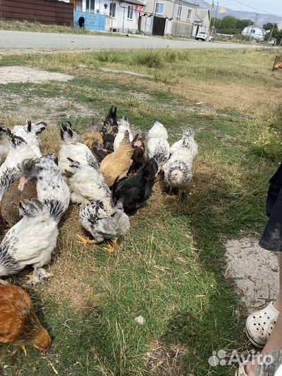 Цыплята брама