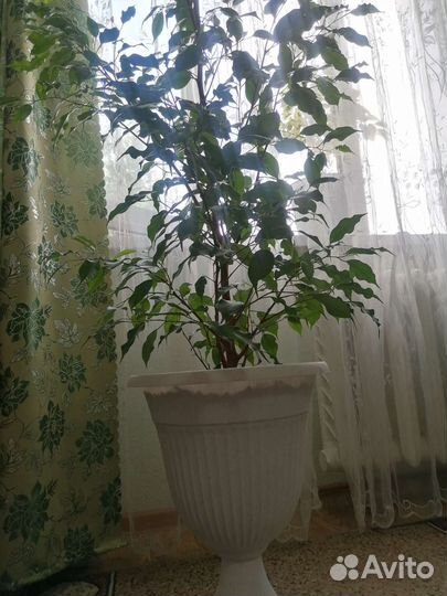 Фикус