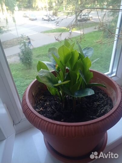 Замиокулькас