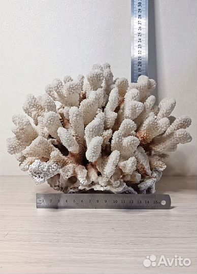 Коралл морской