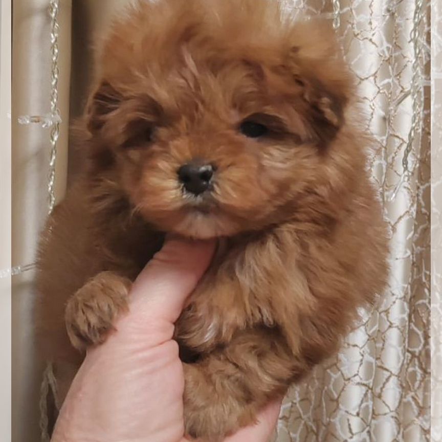 Мальчик мини мальтипу f1 boy maltipoo mini