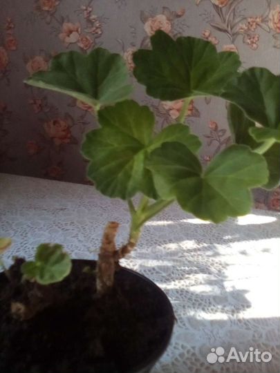 Пеларгония герань