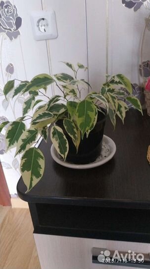 Молочай,хойя,фикус,сингониум,замиокулькас