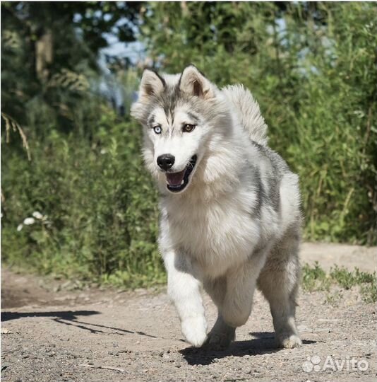 Щенок хаски с разными глазами в дар в добрые руки