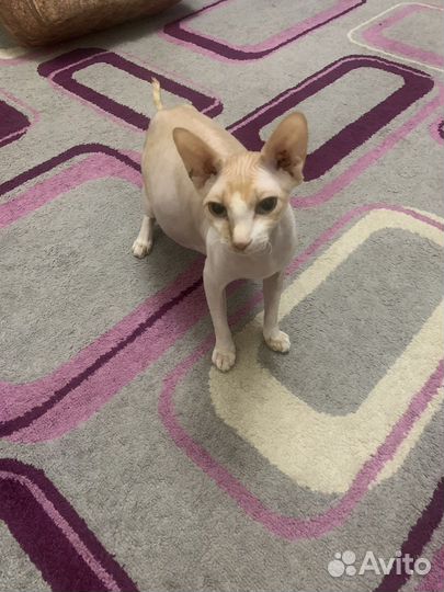 Кошка донской сфинкс