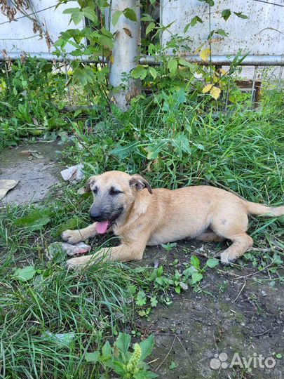 Щенок Мальчик