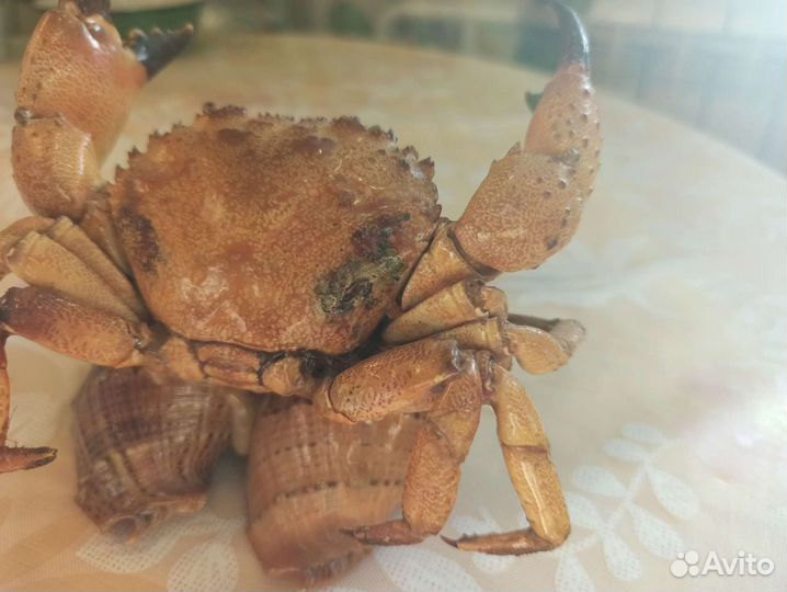 Пепельница из ракушек Крым