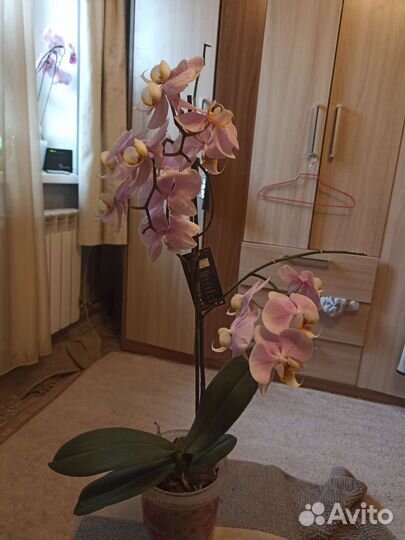 Орхидея фаленопсис