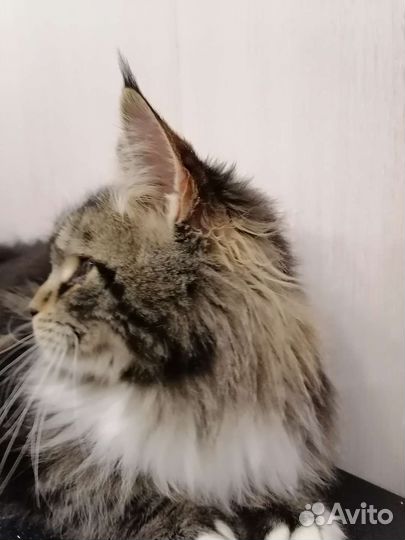 Мейн кун девочка