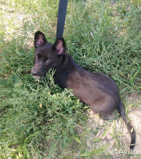 Собака в добрые руки щенок отдам бесплатно