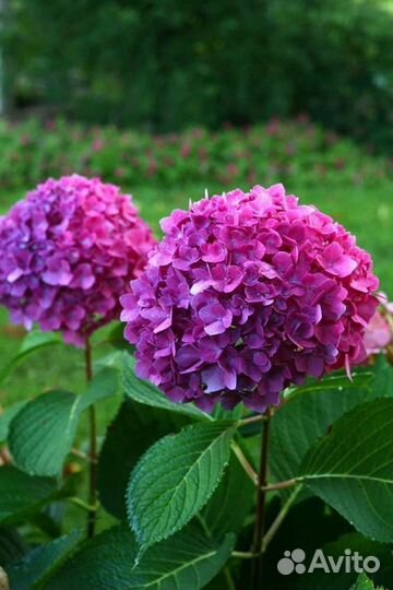 Клеродендрум Бунге