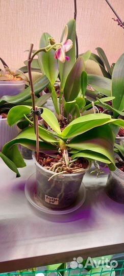 Орхидея Лиодоро домашняя
