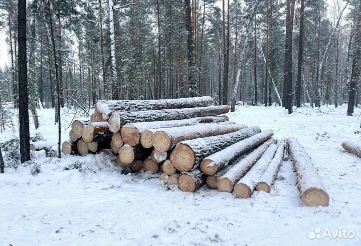 Круглый лес хвоя