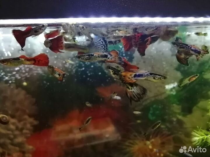 Рыбки гуппи. Роголистник. Сомики анциструсы