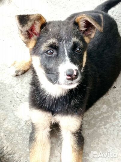 Собака в добрые руки щенок