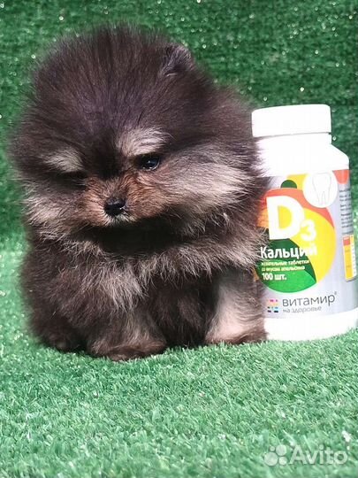 Померанский шпиц мини