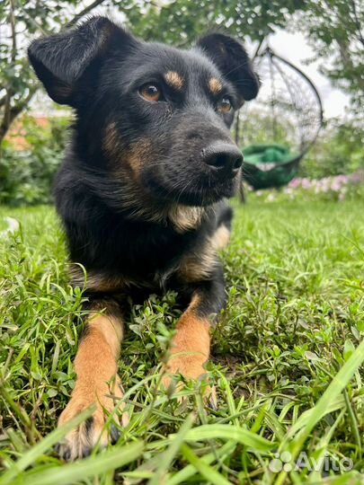 Маленькая домашняя собака в поисках дома