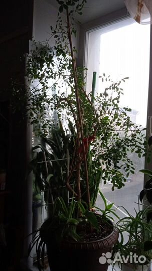 Мурайя взрослая