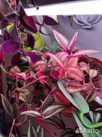 Ампельные растения/растения для фитомодуля