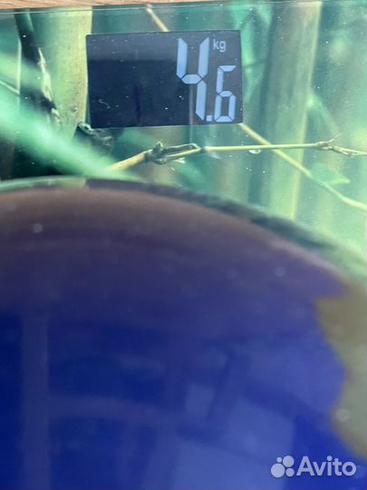 Brunswick боулинг шар