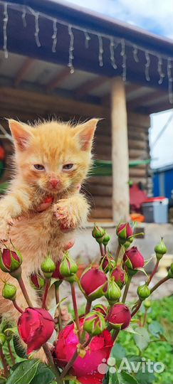 Отдаются котята бесплатно