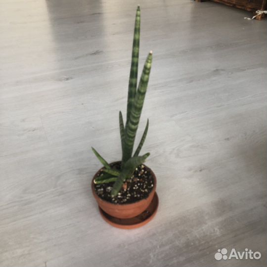 Сансевиерия бонселенсис