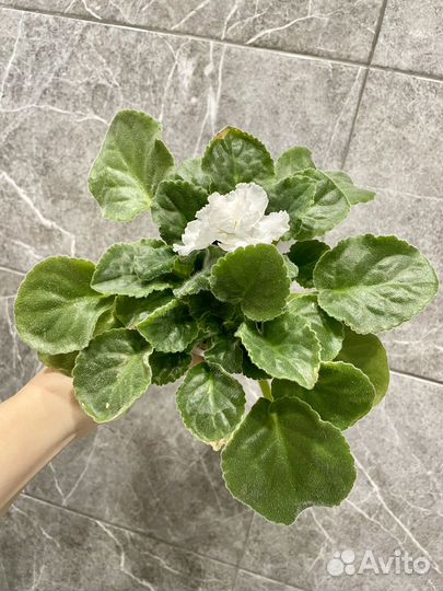 Фиалка/сенполия белая махровая