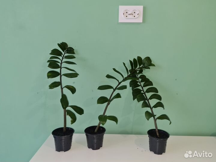 Замиокулькас