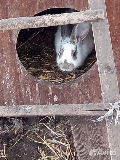 Кролики и крольчата