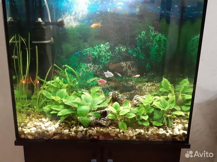 Аквариум
