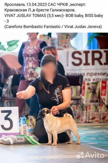 Мопс вязка мальчик