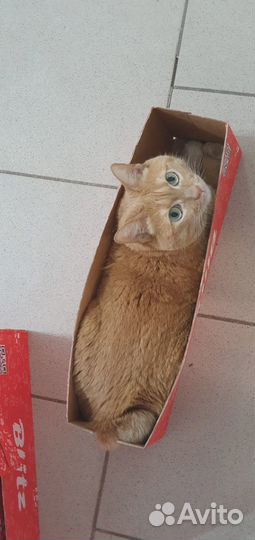 Кошка в добрые руки
