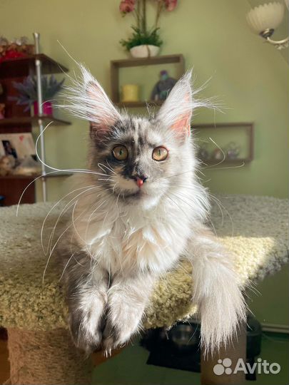 Котята мейн-кун