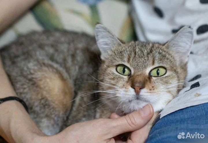 Ласковая Шишка в добрые руки