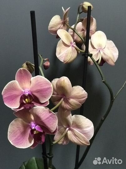Орхидея фаленопсис