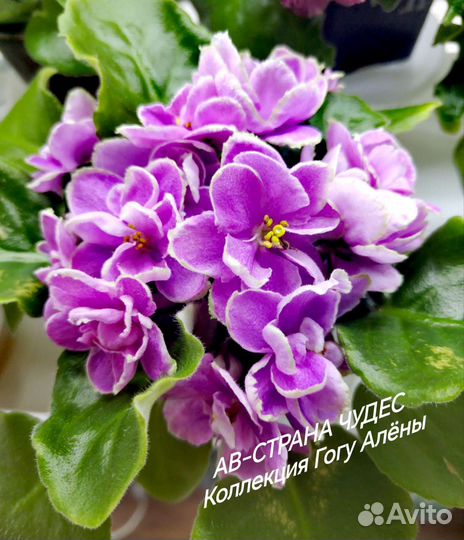 Сортовые фиалки