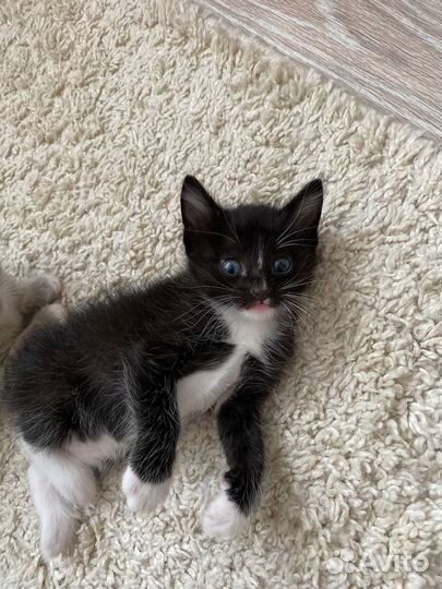 Черный котенок бесплатно