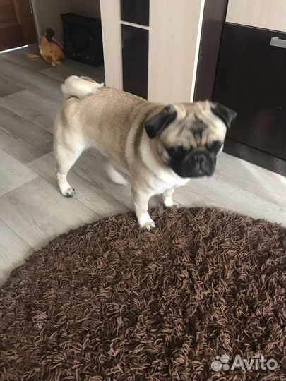 Мопс мальчик для вязки с девочкой