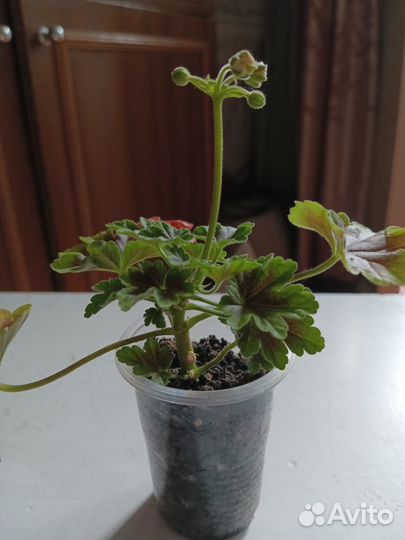 Пеларгония