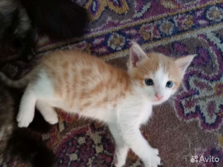 Кошка в дар бесплатно