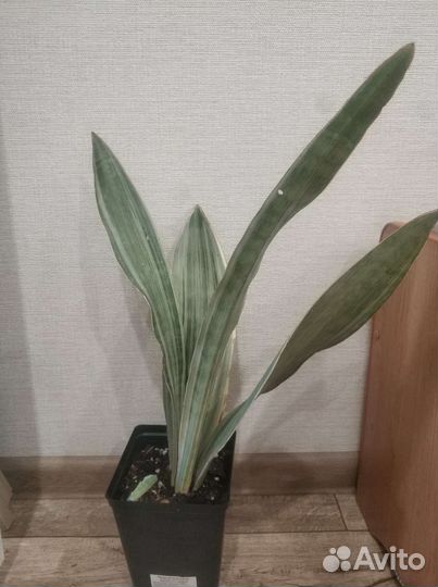 Сансивиерия Металлика, она же манолин