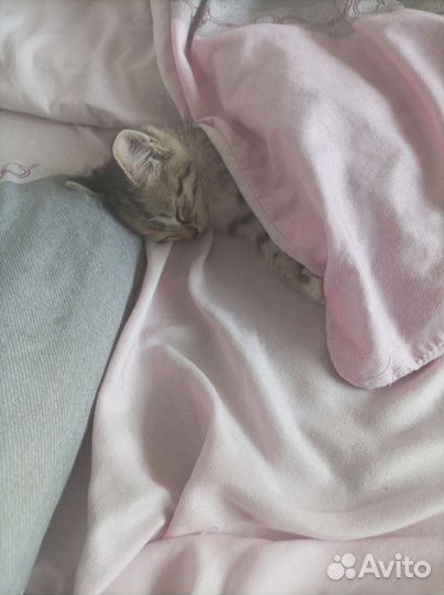 Кошки в добрые руки бесплатно