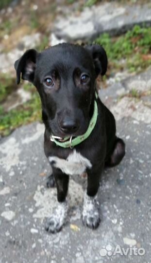 Собака в добрые руки щенок мальчик