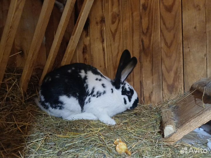 Кролики мясных пород