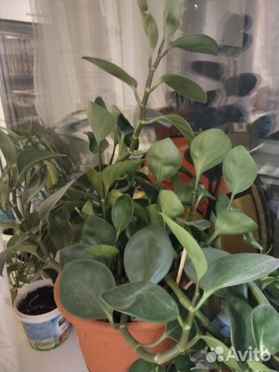 Комнатные растения